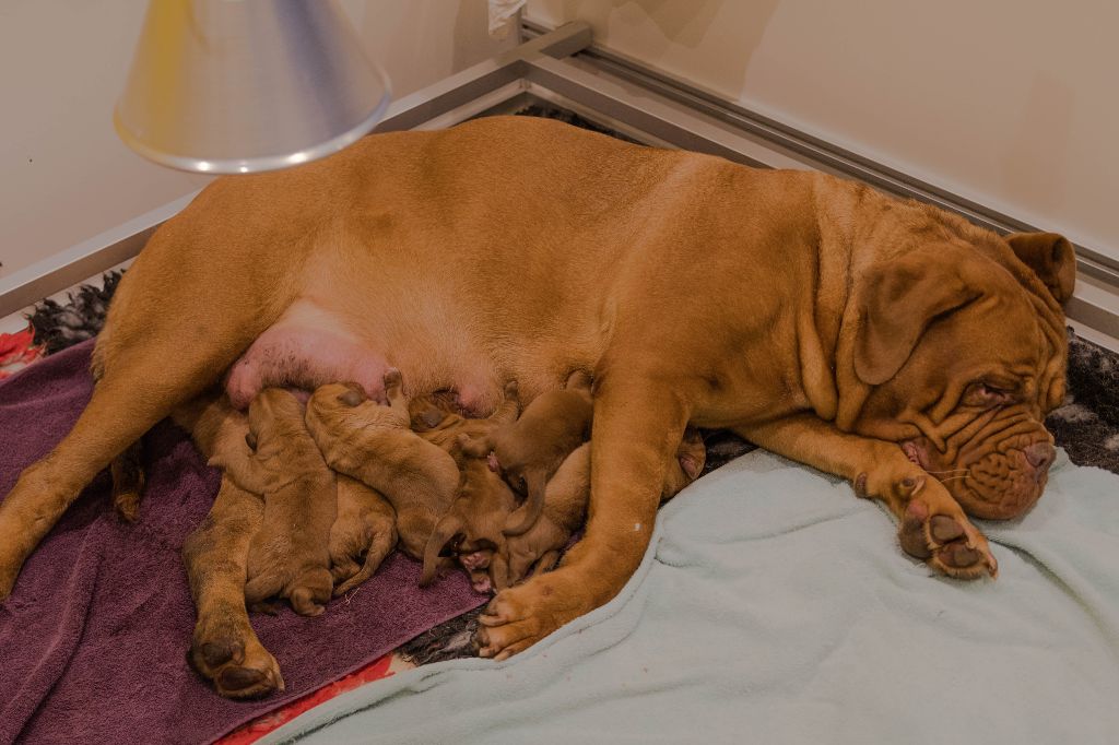 Du Ragnarok Dogues - Les bébés sont nés !